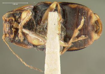 Media type: image;   Entomology 24962 Aspect: habitus ventral view